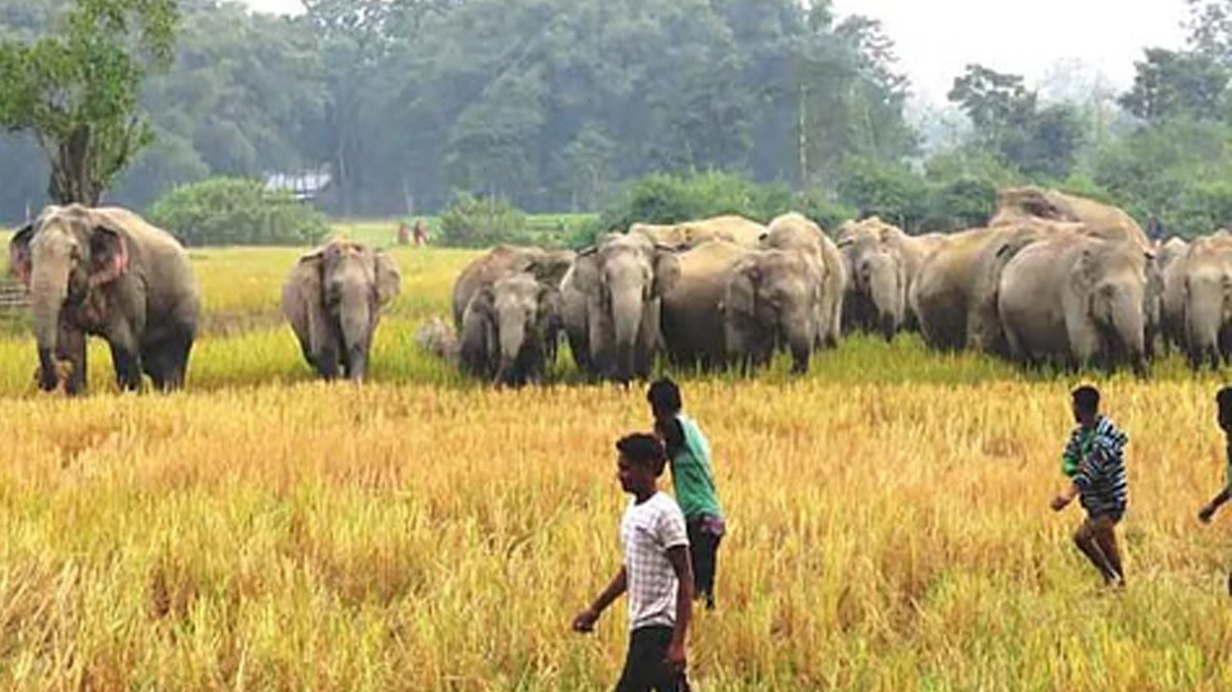 কলিয়াবৰত বন্যহস্তীৰ তাণ্ডৱ; বন্যহস্তীৰ আক্ৰমণত মৃত্যু মহিলাৰ