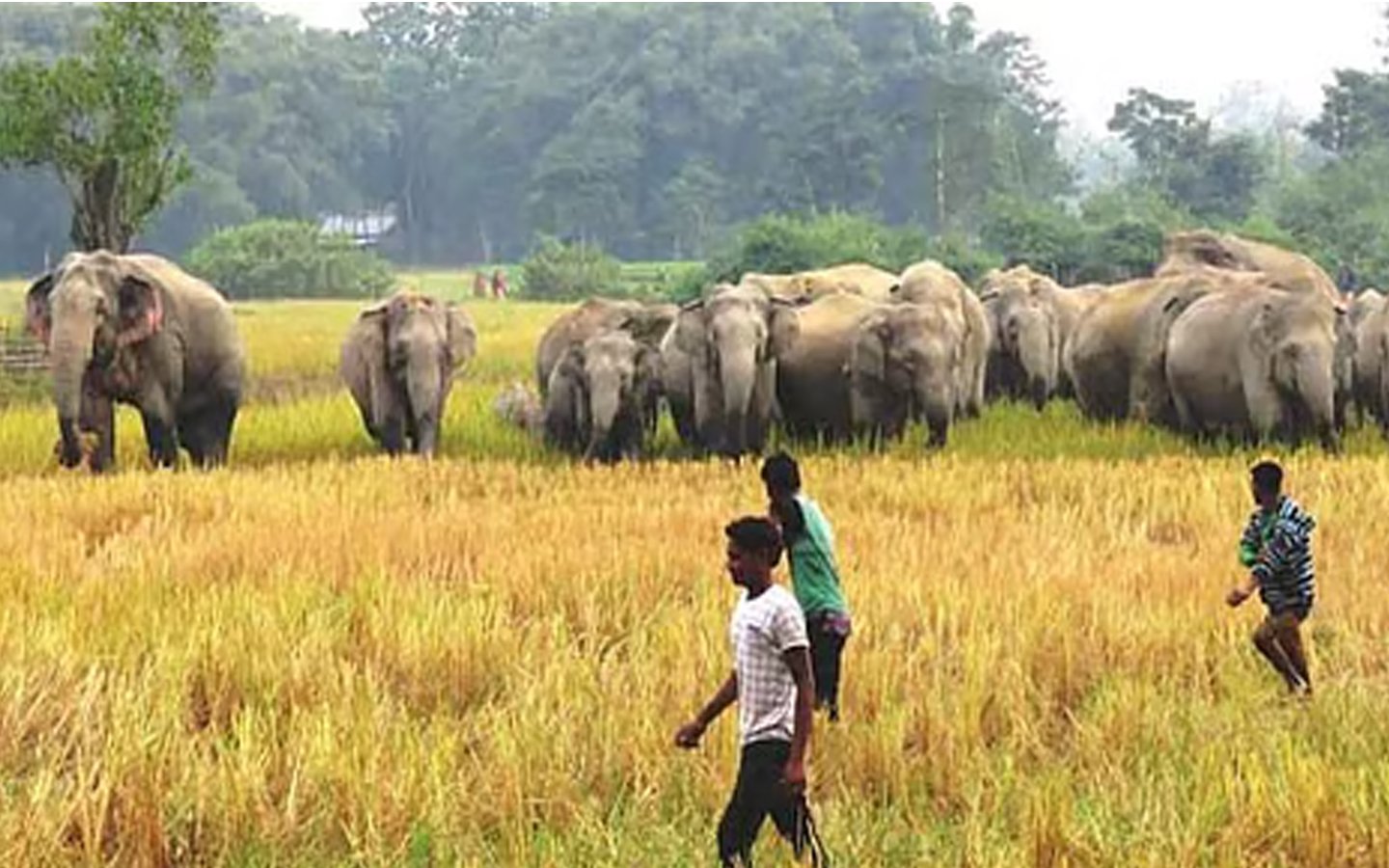 ৰঙাপৰাত বন্যহস্তীৰ আক্ৰমণত মৃত্যু এজনৰ;আহত এজন