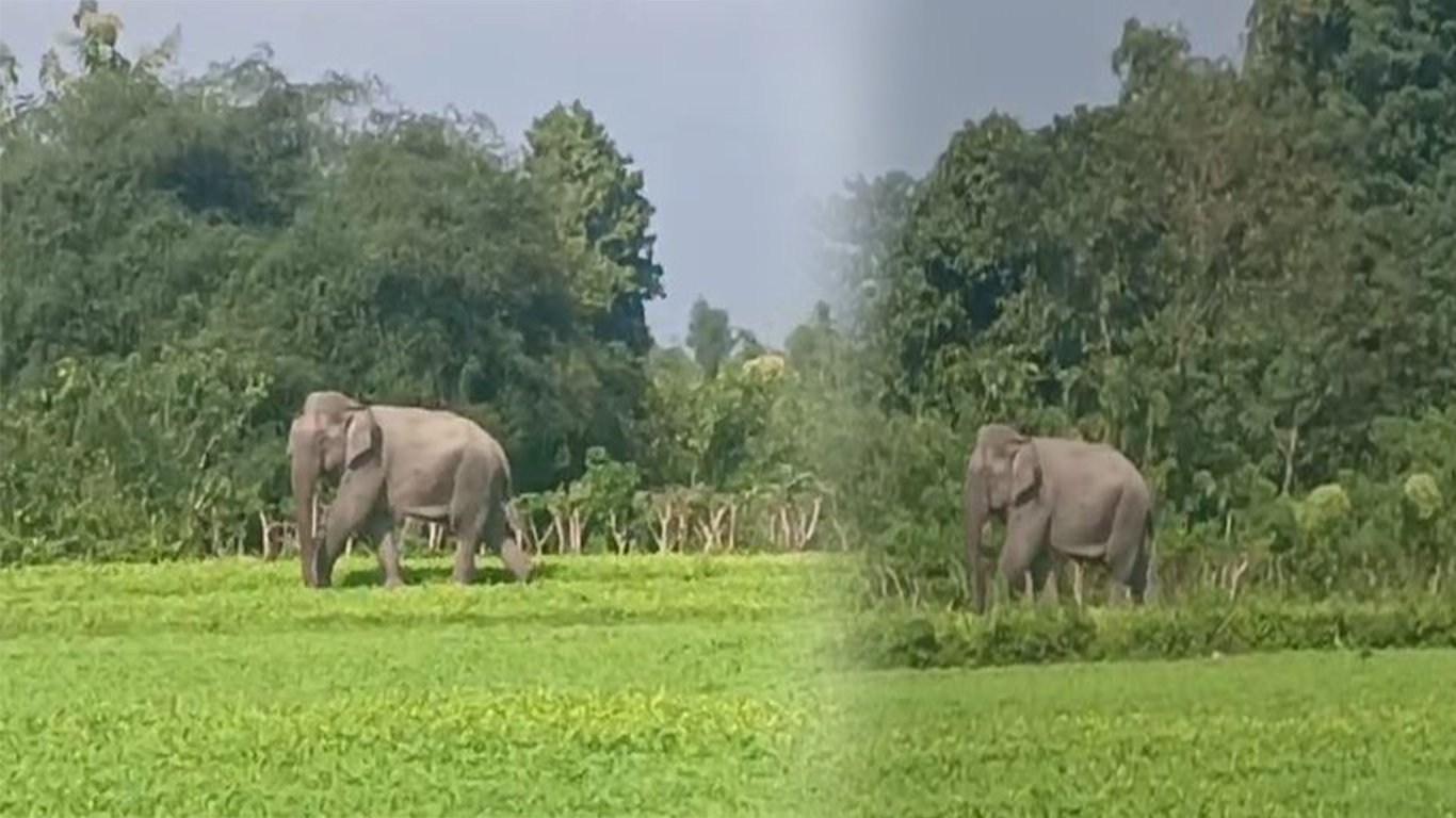 বিজনীত বনৰীয়া হাতীৰ মুক্ত বিচৰণ;বন্যহস্তীৰ উপদ্ৰৱত শংকিত অঞ্চলবাসী