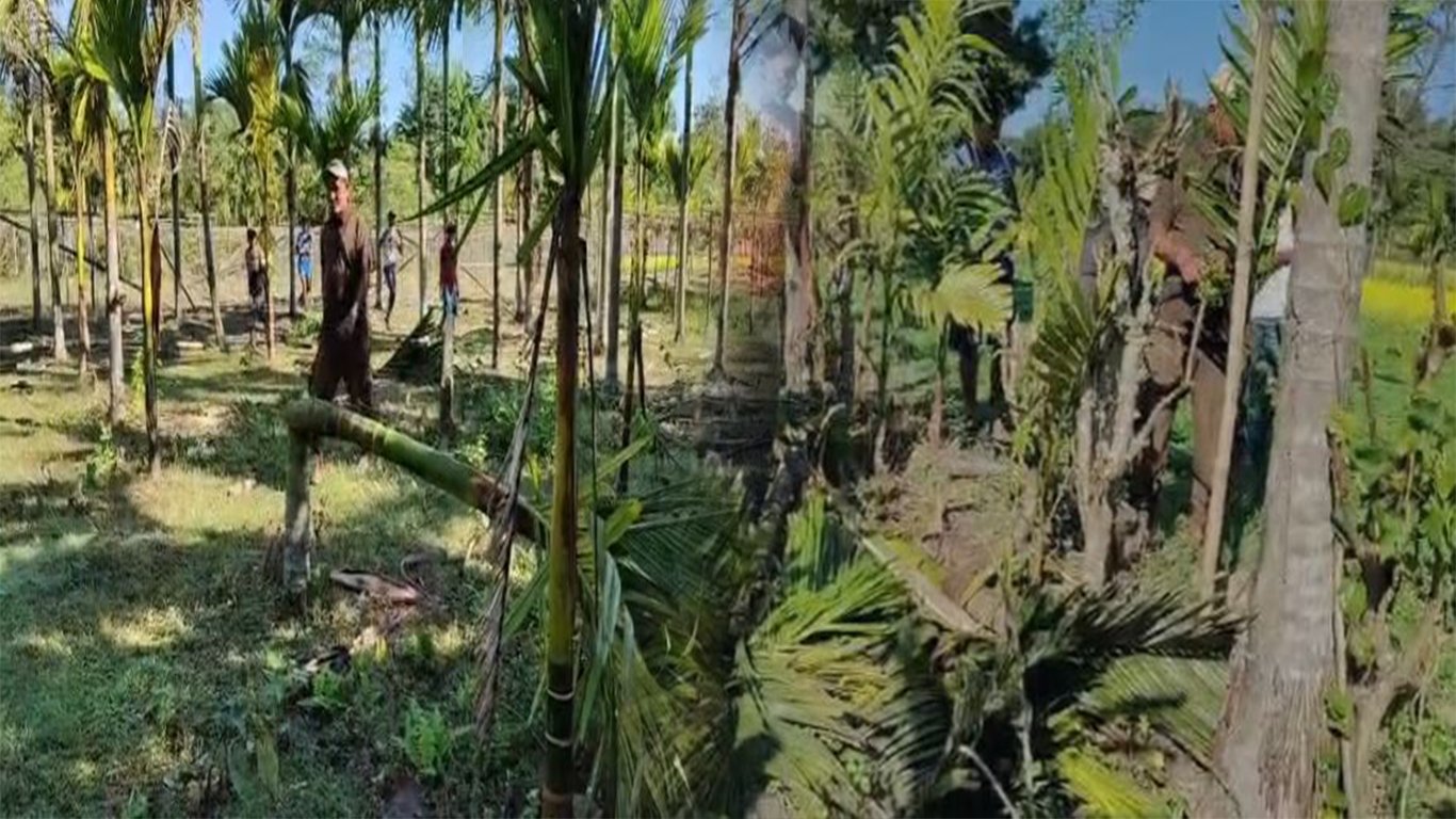 বিজনীৰ ৩ নং চিকাঝোৰাত বন্যহস্তীৰ তাণ্ডৱ;বন্যহস্তীৰ তাণ্ডৱত আতংকিত স্থানীয়লোক