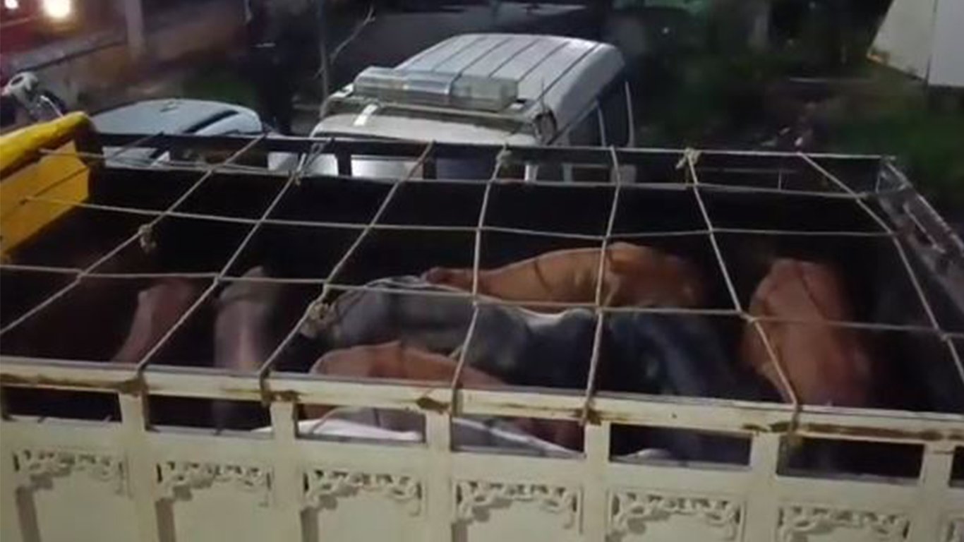 হাজোৰ বৰ্ণিত ২৮টাকৈ চোৰাং গৰুসহ আটক ৫জনকৈ সৰবৰাহকাৰী