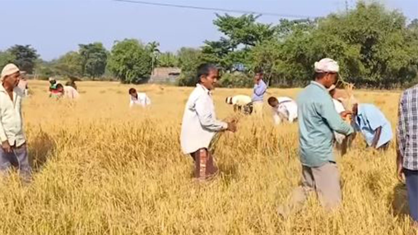 কৃষকসকল এতিয়া সোণালী পথাৰত পকা ধান কটাত ব্যস্ত