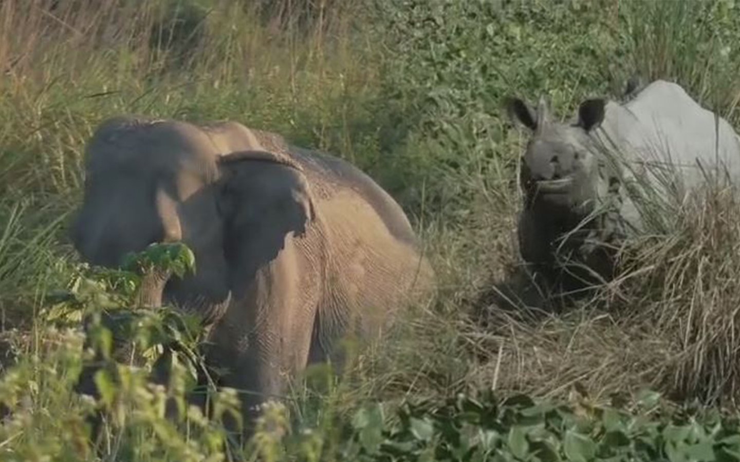 ওৰাং ৰাষ্ট্ৰীয় উদ্যানত আগমন ঘটিছে ন-ন পৰিভ্ৰমী চৰাইৰ;শীতকালীন নীলা আকাশৰ তলত পৰ্যটকক হাত বাউলী মাতিছে ওৰাং ৰাষ্ট্ৰীয় উদ্যানৰ মনোমোহা দৃশ্যই