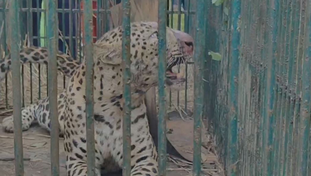 শিৱসাগৰৰ নামতিত নাহৰফুটুকী পিঞ্জৰাবদ্ধ